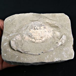 Cangrejo Charybdis lucifer