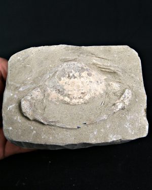 Cangrejo Charybdis lucifer