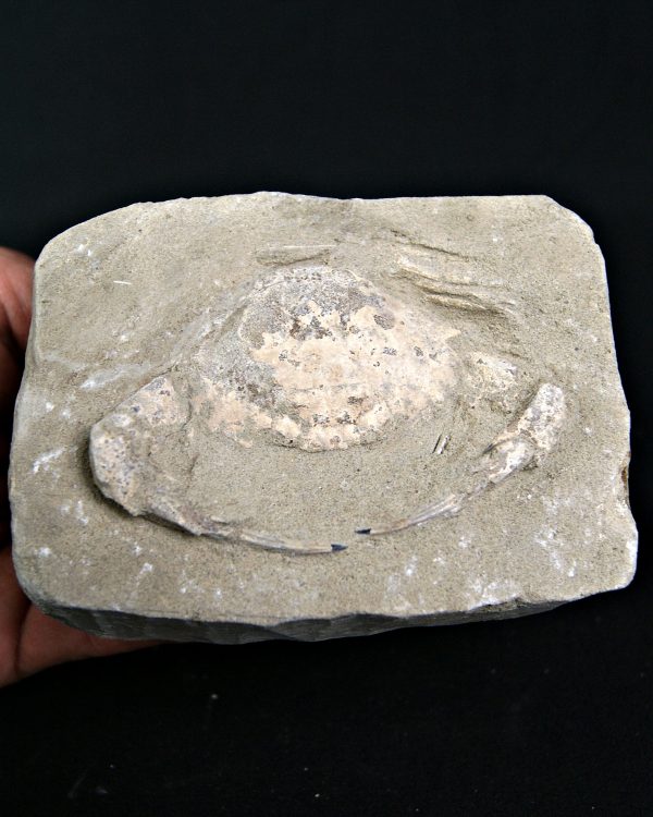 Cangrejo Charybdis lucifer