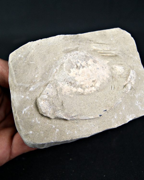 Cangrejo Charybdis lucifer