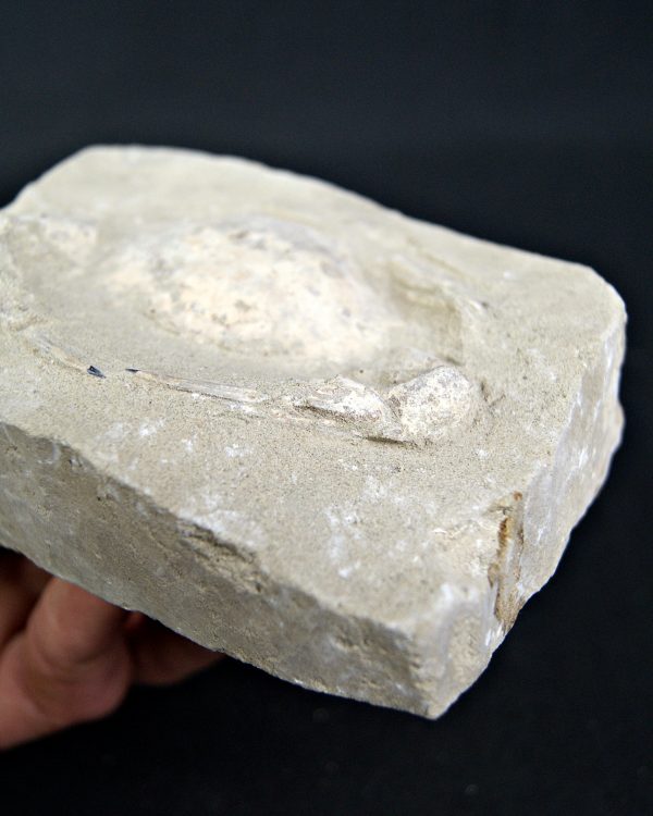 Cangrejo Charybdis lucifer