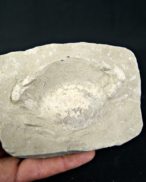 Cangrejo Charybdis lucifer