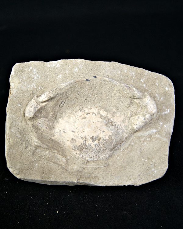 Cangrejo Charybdis lucifer