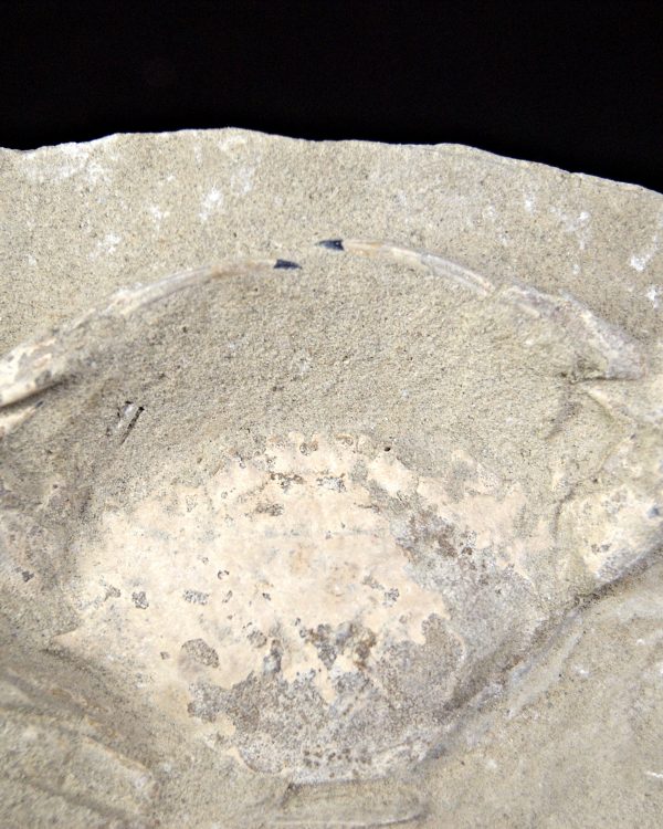 Cangrejo Charybdis lucifer