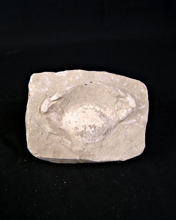 Cangrejo Charybdis lucifer