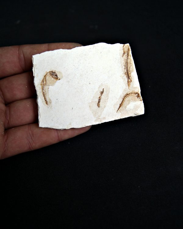 Matriz Fósil con Peces