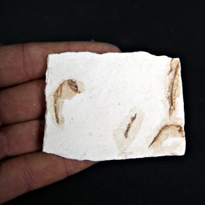 Matriz Fósil con Peces