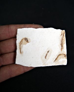 Matriz Fósil con Peces