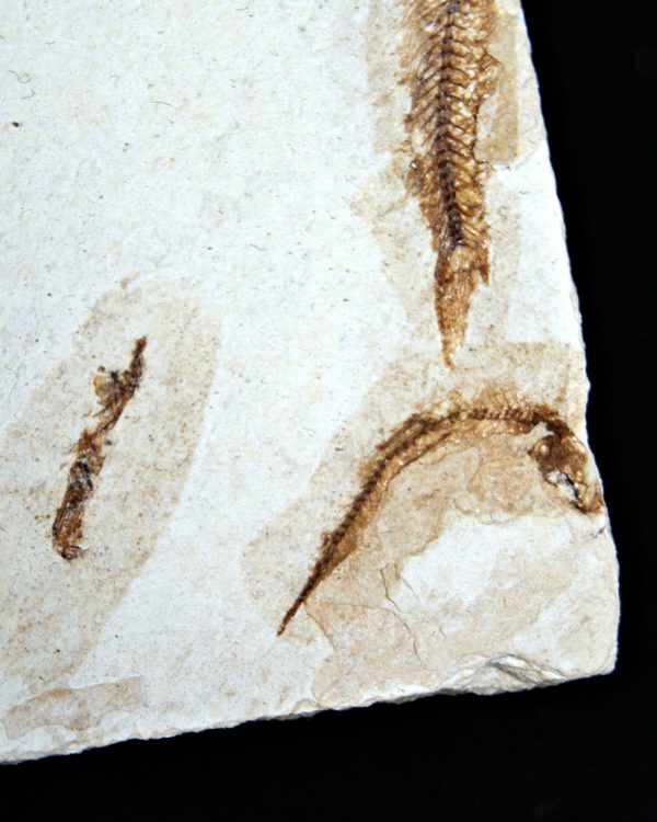 Matriz Fósil con Peces