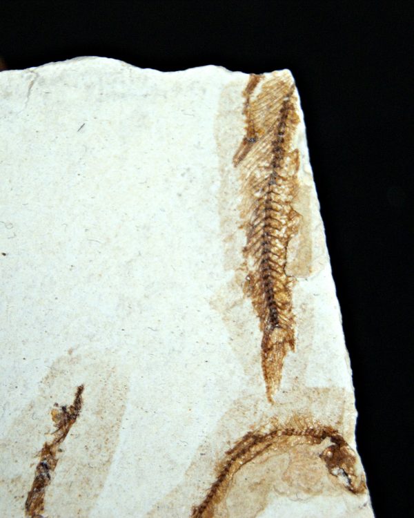 Matriz Fósil con Peces