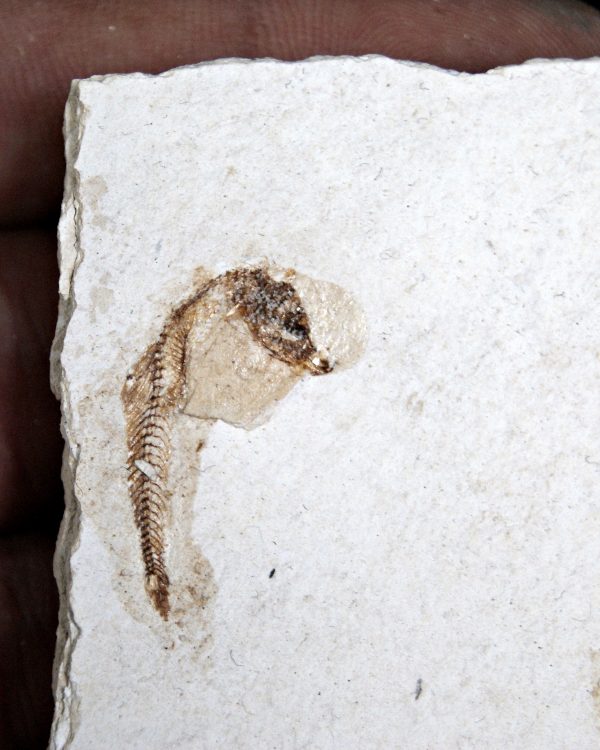 Matriz Fósil con Peces