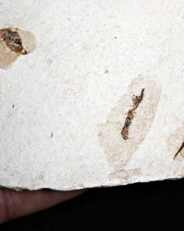 Matriz Fósil con Peces