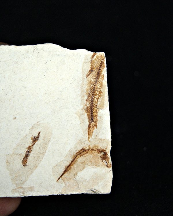 Matriz Fósil con Peces