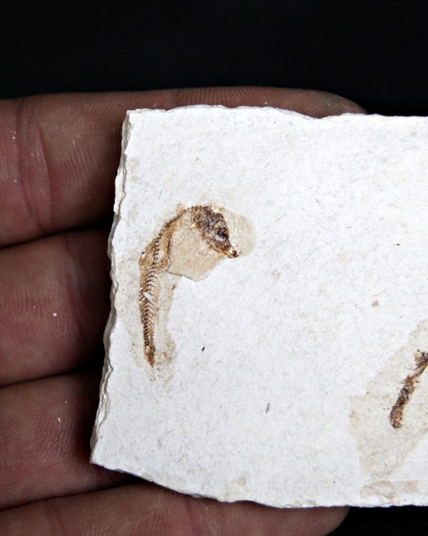 Matriz Fósil con Peces