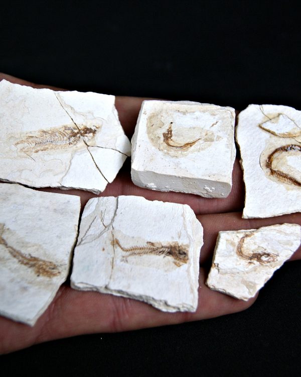 Peces Fósiles Surtidos (UND)