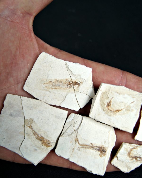 Peces Fósiles Surtidos (UND)