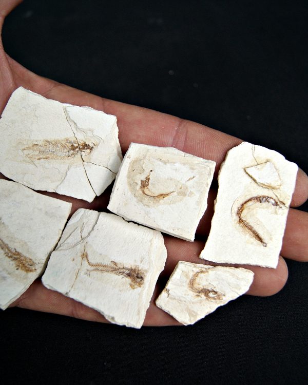 Peces Fósiles Surtidos (UND)