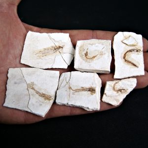 Peces Fósiles Surtidos (UND)