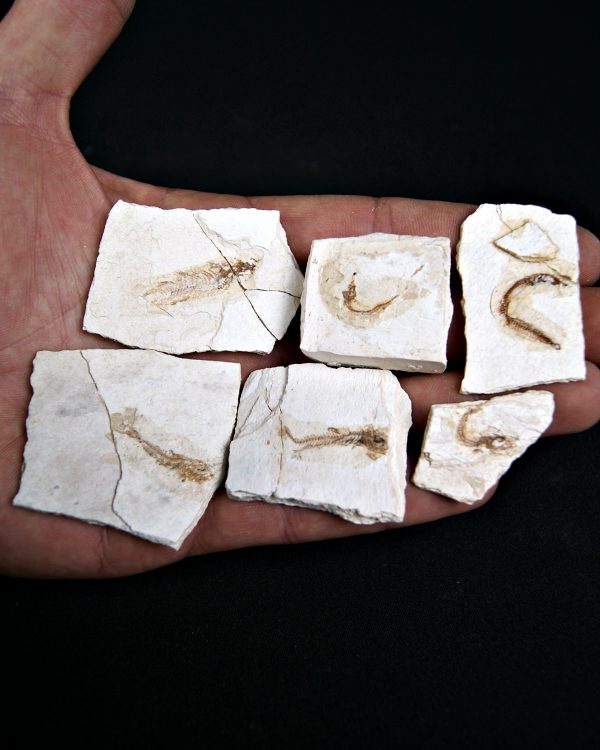 Peces Fósiles Surtidos (UND)