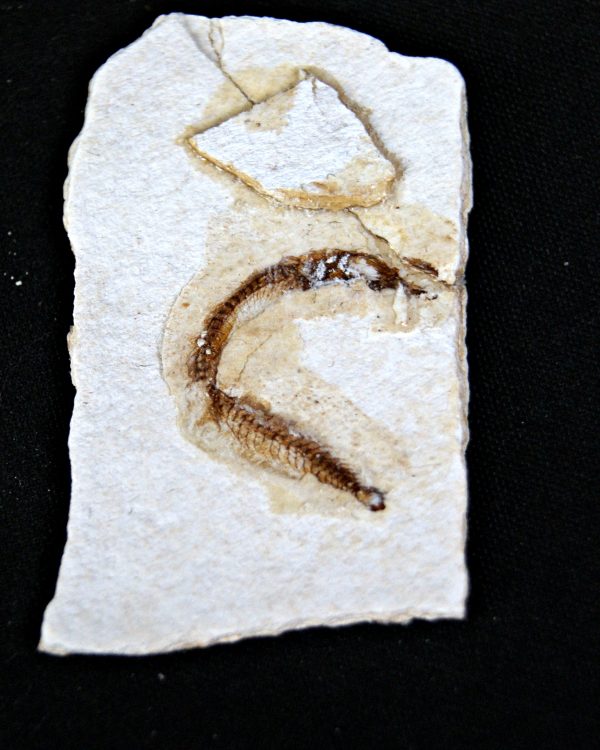 Peces Fósiles Surtidos (UND)