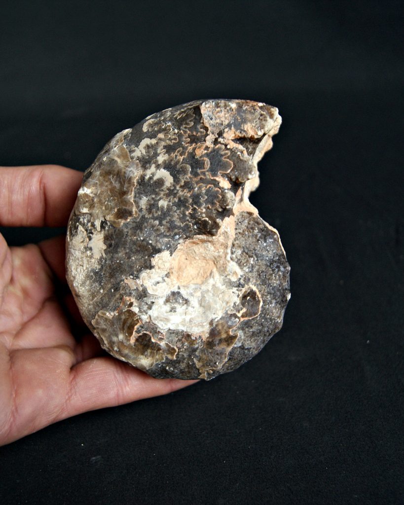 Amonite Mammites