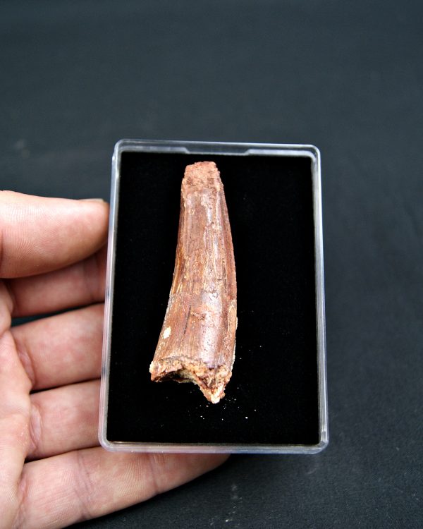 Diente de Spinosaurus aegyptiacus