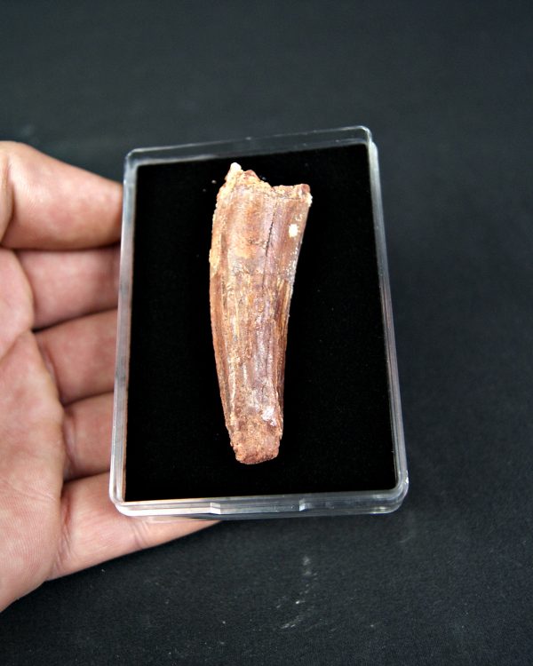 Diente de Spinosaurus aegyptiacus