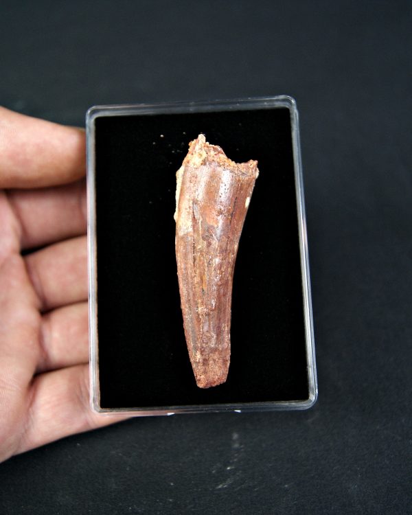 Diente de Spinosaurus aegyptiacus