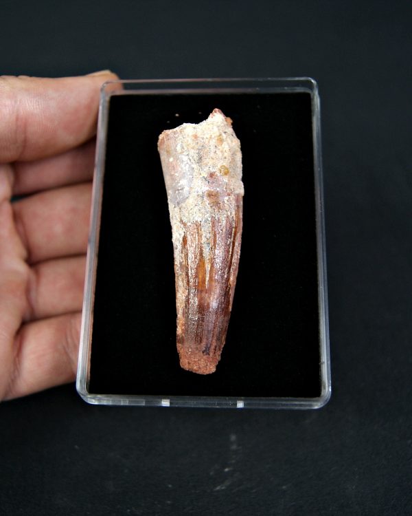 Diente de Spinosaurus aegyptiacus