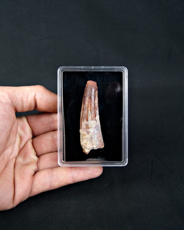 Diente de Spinosaurus aegyptiacus