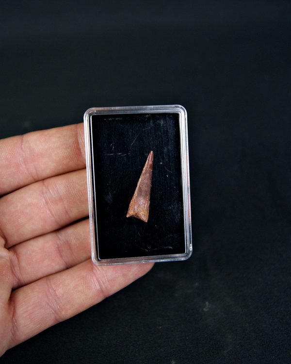 Pterosaurio Coloborhynchus moroccensis