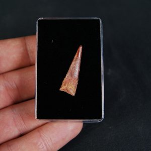 Pterosaurio Coloborhynchus moroccensis