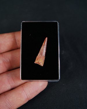 Pterosaurio Coloborhynchus moroccensis