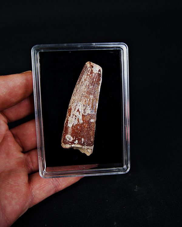 SONY DSC Spinosaurus aegyptiacus