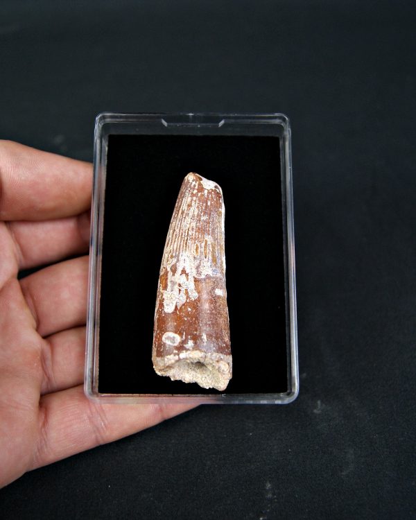 SONY DSC Spinosaurus aegyptiacus