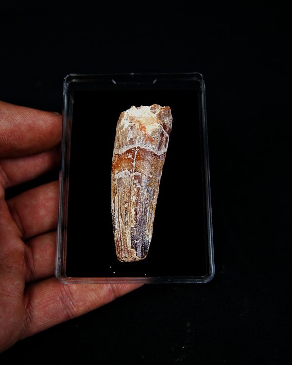 SONY DSC Spinosaurus aegyptiacus