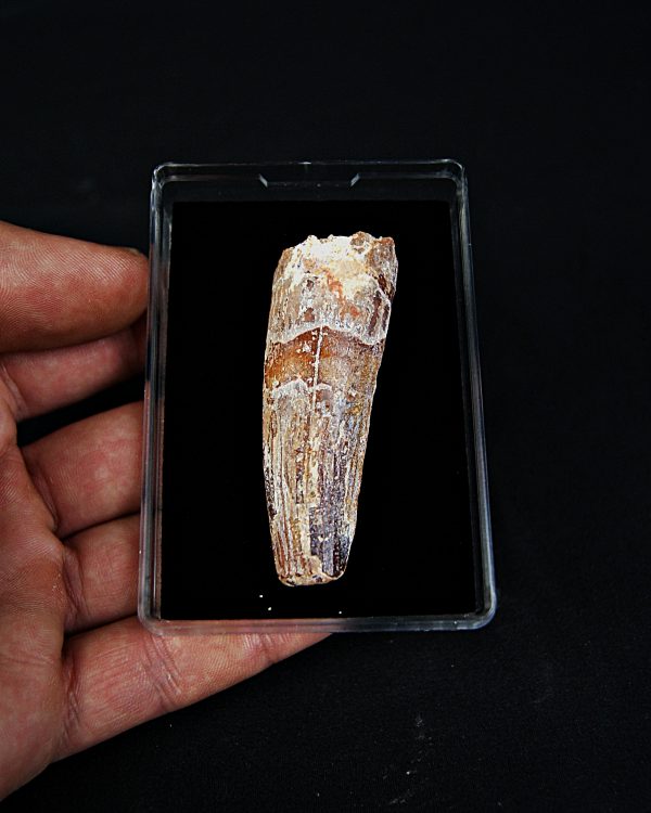 SONY DSC Spinosaurus aegyptiacus