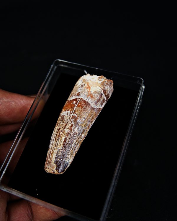 SONY DSC Spinosaurus aegyptiacus