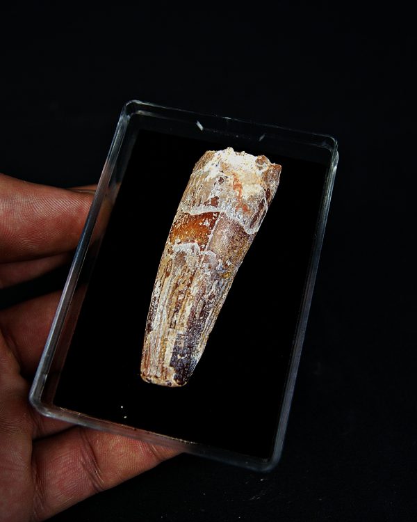 SONY DSC Spinosaurus aegyptiacus