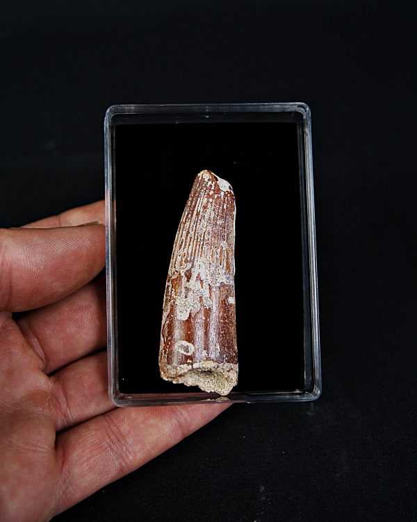 SONY DSC Spinosaurus aegyptiacus