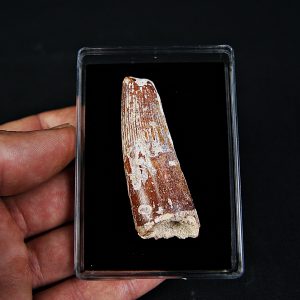 Spinosaurus aegyptiacus