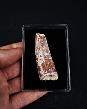 Spinosaurus aegyptiacus