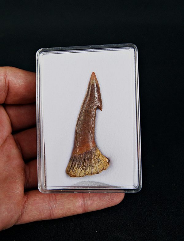 Rostral de Onchopristis numidus