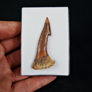 Rostral de Onchopristis numidus