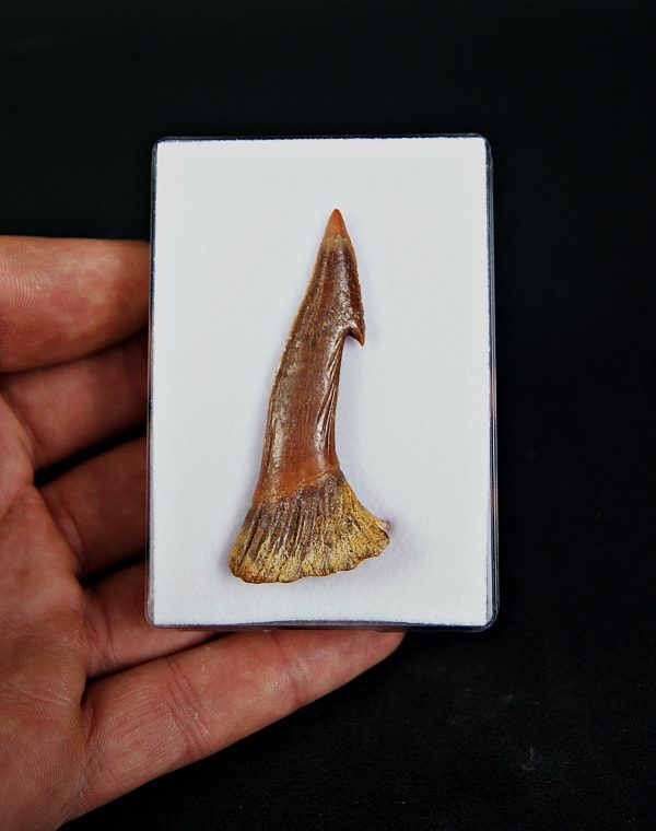 Rostral de Onchopristis numidus