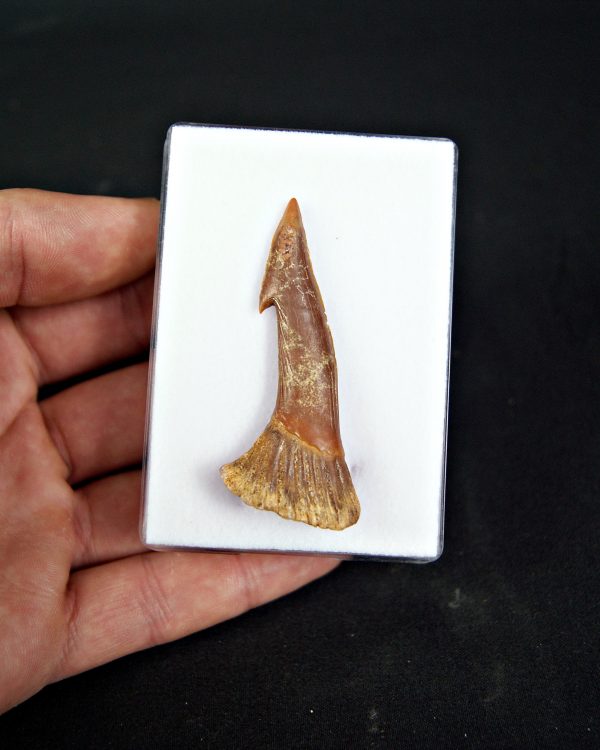 Rostral de Onchopristis numidus