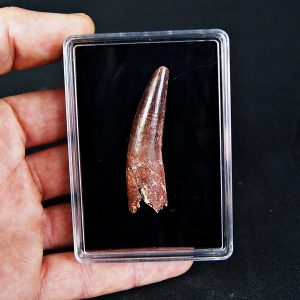 Spinosaurus aegyptiacus