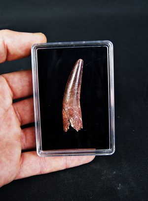 Spinosaurus aegyptiacus