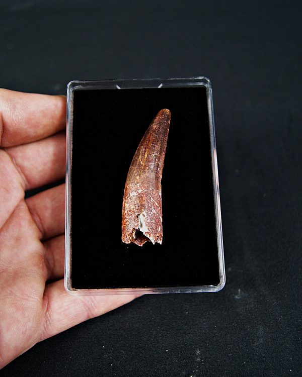 SONY DSC Spinosaurus aegyptiacus