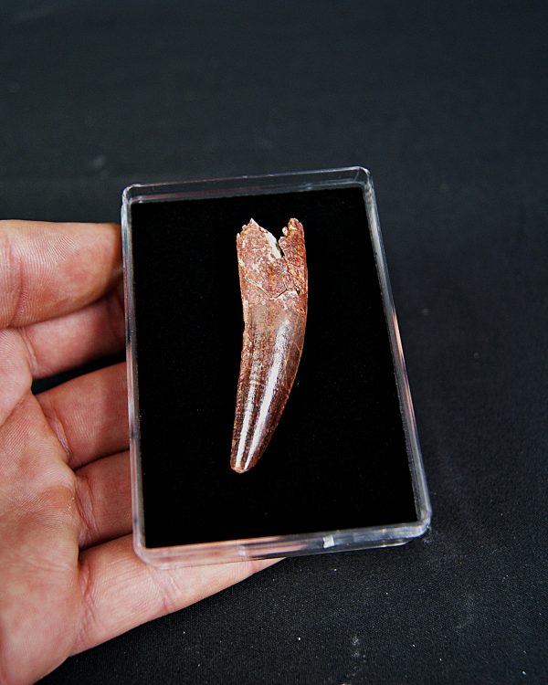 SONY DSC Spinosaurus aegyptiacus